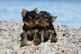 YORKSHIRE TERRIER 358